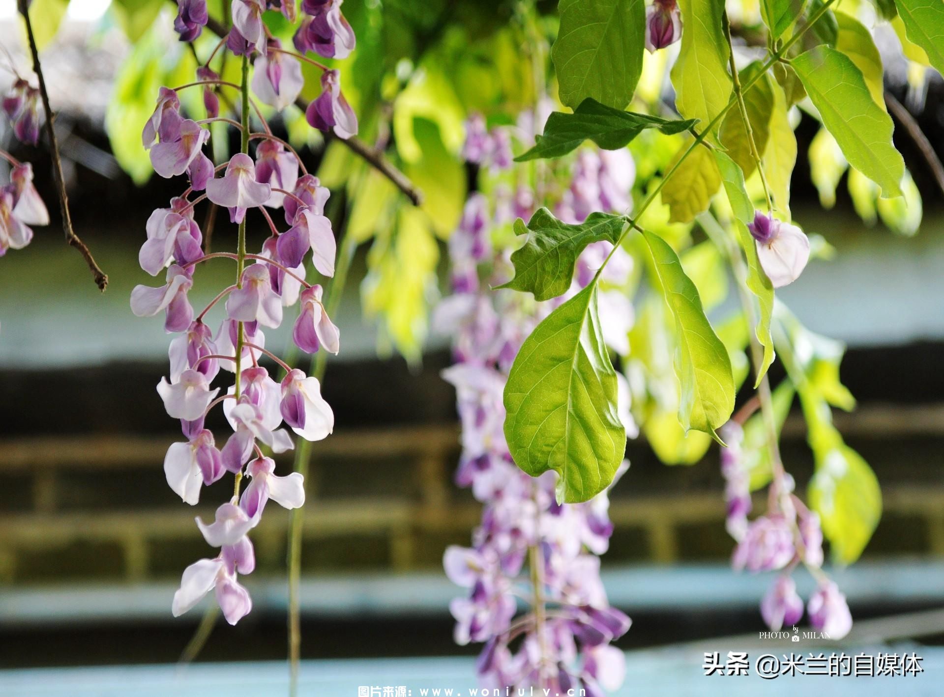 临沂沂蒙山龟蒙景区和云蒙景区详细介绍及哪个好玩(图5)