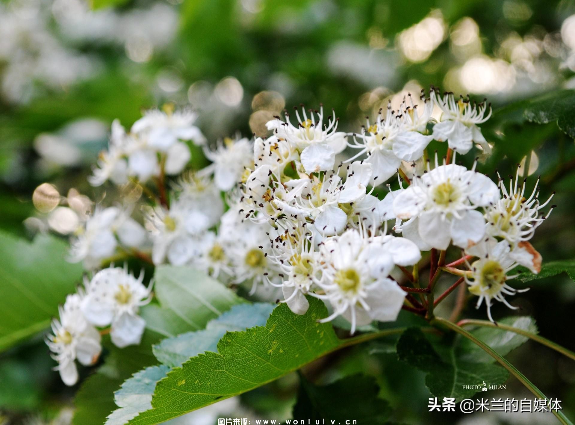 临沂沂蒙山龟蒙景区和云蒙景区详细介绍及哪个好玩(图4)